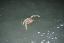 Araignée de mer à la dérive