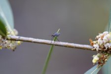 Petite mouche sur une branche de filaire