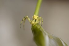 Ebrechtella tricuspidata - sous réserve