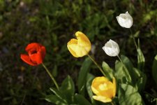 Tulipes horticoles