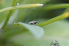 Cicadelle sp.