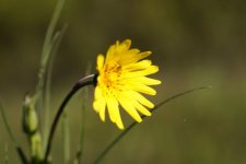 Fleur de salsifis des prés