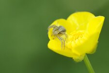 Xysticus ulmi - sous réserve