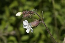 Fleur de Compagnon blanc