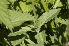 Feuille de Compagnon blanc