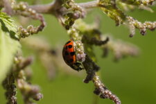 Coccinelle asiatique ?