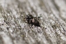 Heliophanus sp.
