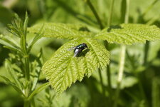 Lucilie sp.