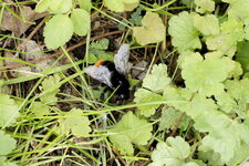 Bombus des pierres - sous réserve