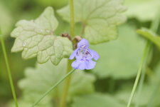 Lierre terrestre