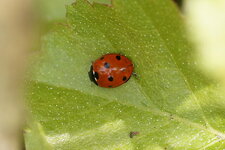 Coccinelle à 7 points