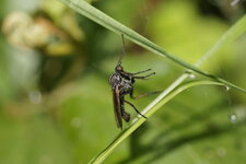 Mouche à moustaches