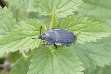Silpha obscura ou Silpha carinata ?