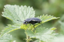 Silpha obscura ou Silpha carinata ?
