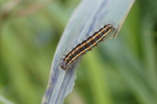 Chenille de l