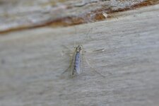 Le Chironome plumeux