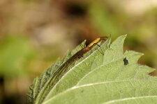Tétragnathe sp.