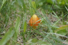 Petit champignon - suite