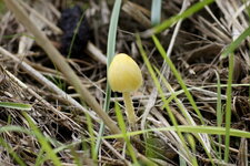 Petit champignon