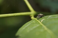Salticidé sp.