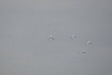Vol en patrouille de Spatules blanches