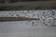 Bécasseau sanderling - sous réserve