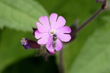 Syrphe sur une silène