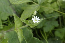 Stellaire holostée - sous réserve