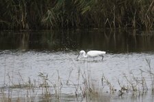 Aigrette garzette