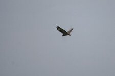 Buse variable