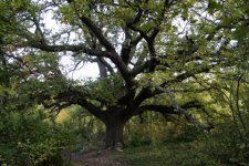 Chêne vert ou yeuse- Quercus ilex 