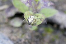 Arachnide