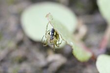 Arachnide