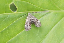 Papillon nocturne - suite