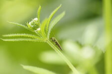 Chironome sp. ?