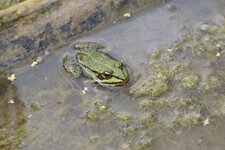 Grenouille verte