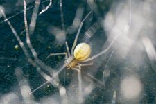Arachnide