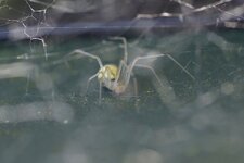 Arachnide