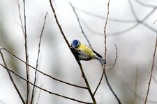 Mésange bleue