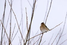 Pinson des arbres