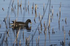Gallinule poule d