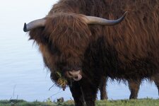 Highland cattle