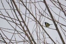 Mésange charbonnière