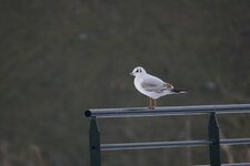 Mouette rieuse