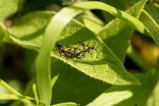 Reproduction de Tipules sp.