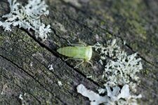 Cicadelle sp.