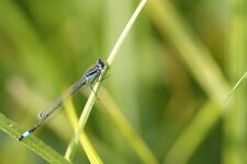 Agrion élégant
