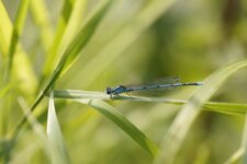 Agrion jouvencelle