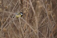 Mésange charbonnière mâle