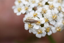 Larve de Chrysope